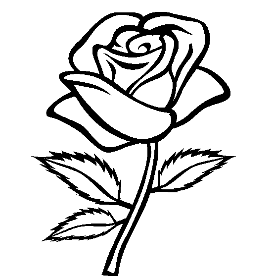 rose new