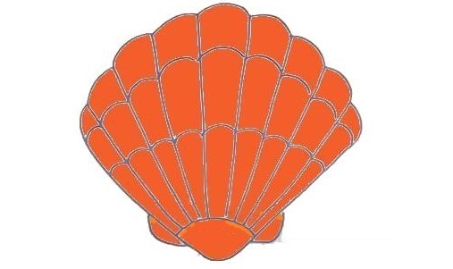 Seashell Drawing Is Made In 12 Simple Steps 13 Seashell-Drawing-12