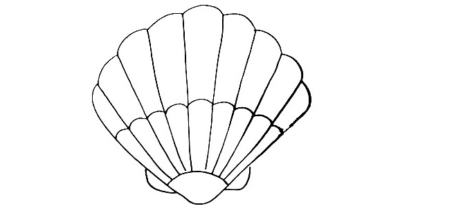 Seashell Drawing Is Made In 12 Simple Steps 9 Seashell-Drawing-8